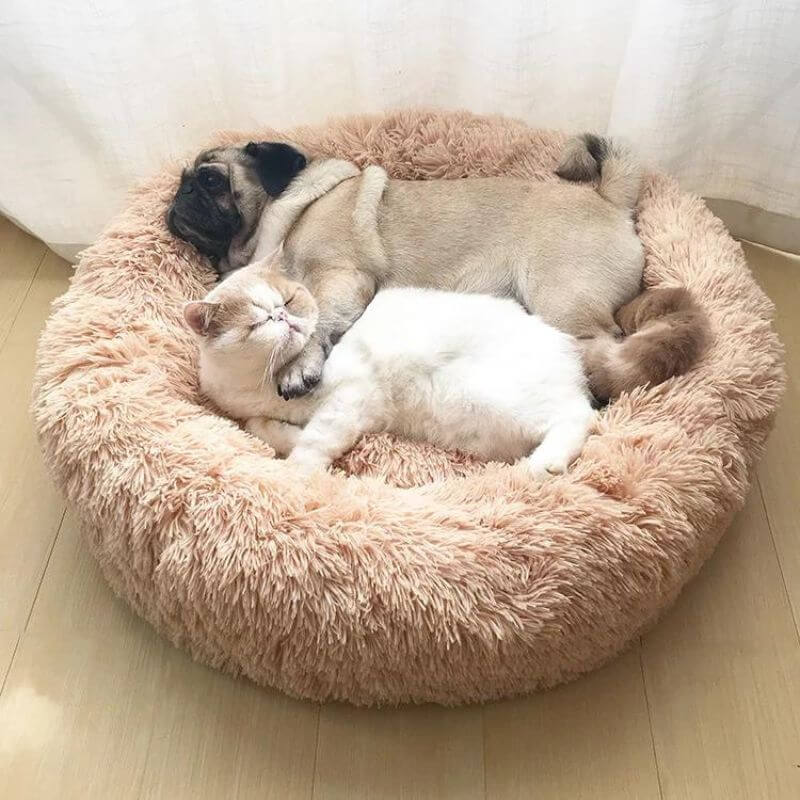 Mops og fluffy kat putter i en beige, beroligende katteseng