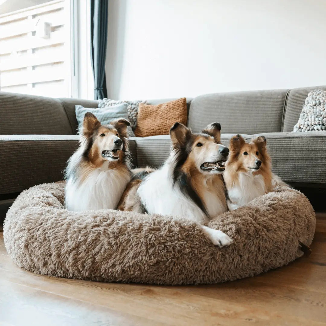 Tre colliehundar sitter tillsammans på en stor, fluffig hundbädd i ett mysigt vardagsrum