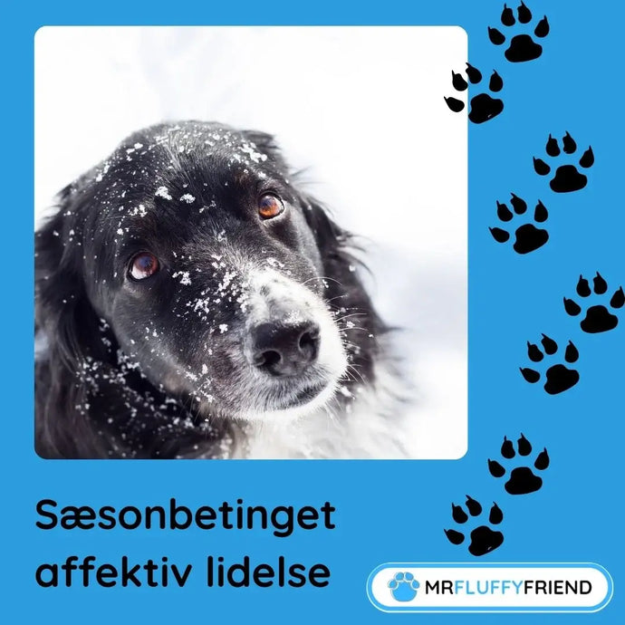 Vinterdepression: Kan din hund også få vinterkuller?